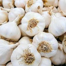 Fresh garlic
